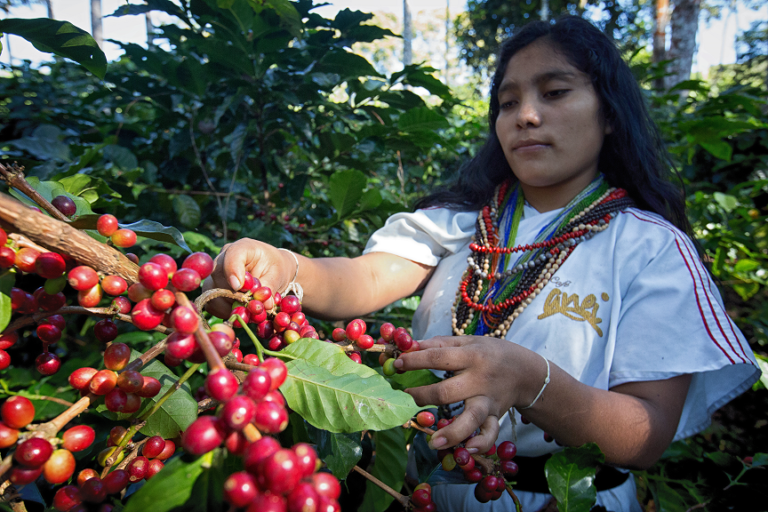 Anei Fair Trade-Kaffee
