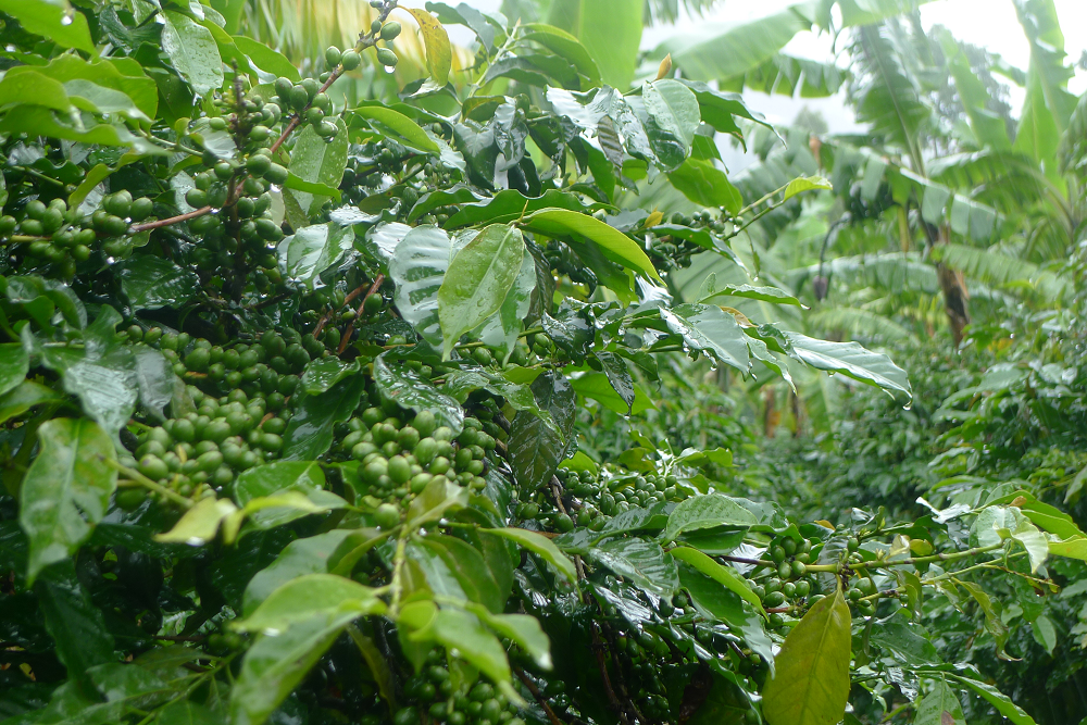 OKU Kooperative Kaffeepflanzen