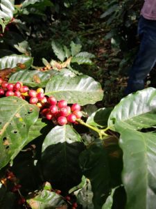 Fair Trade Kaffee El Puente Sonrisa 3